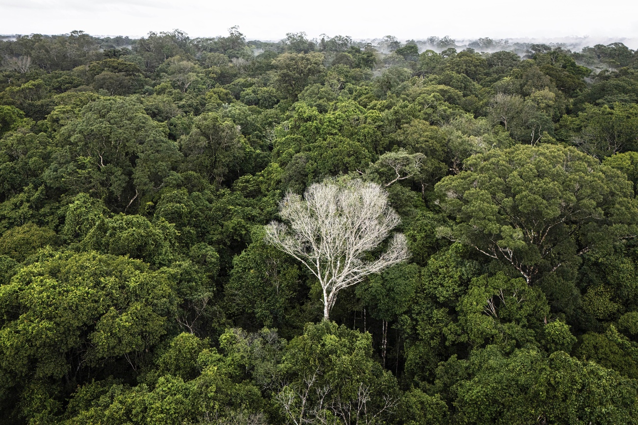 Uma árvore branca morta se encontra em uma área da Floresta Nacional de Caxiuana que é utilizada como parcela de controle para um experimento sobre seca no Estado do Pará.