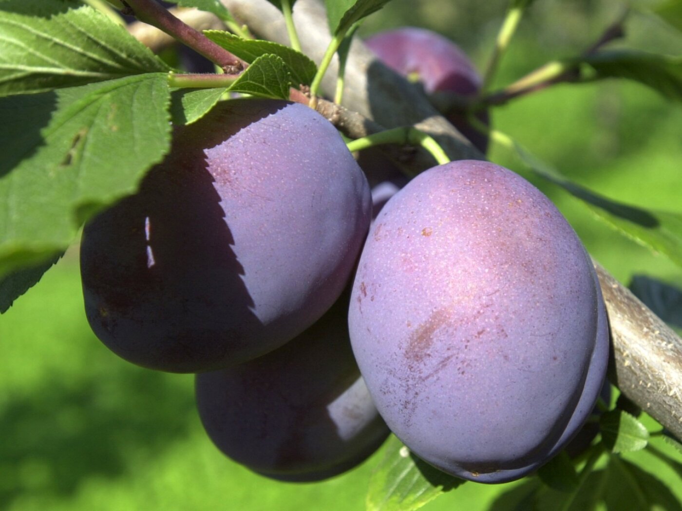 Swiss fruit growers are expecting a good plum harvest