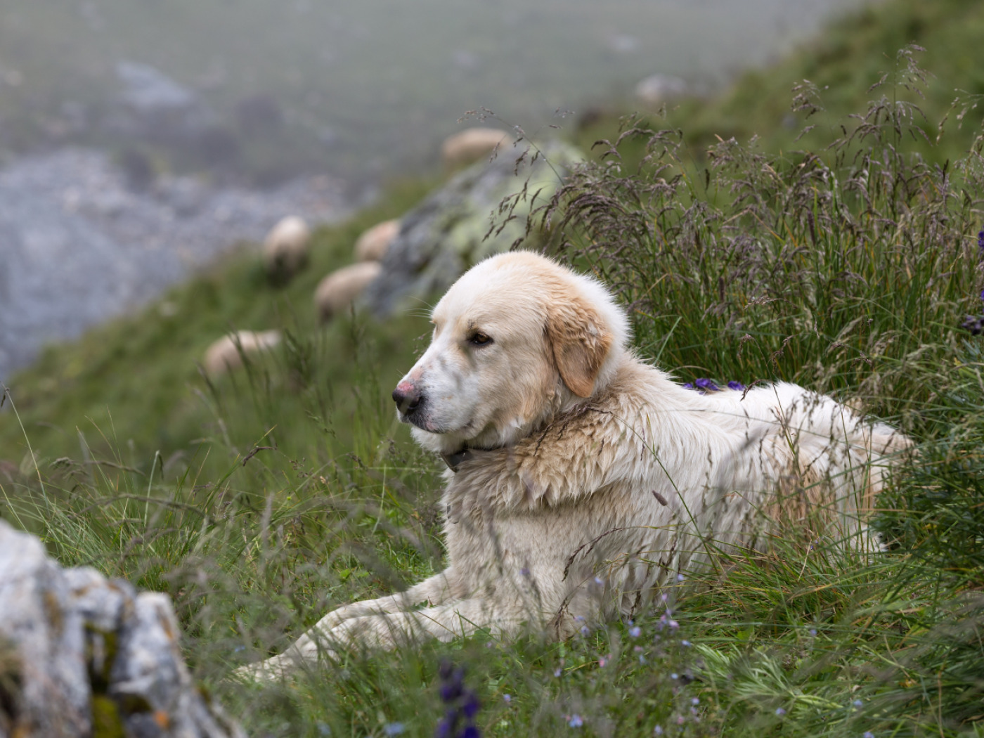 Incident involving livestock guard dogs is being investigated by the Graubünden authorities