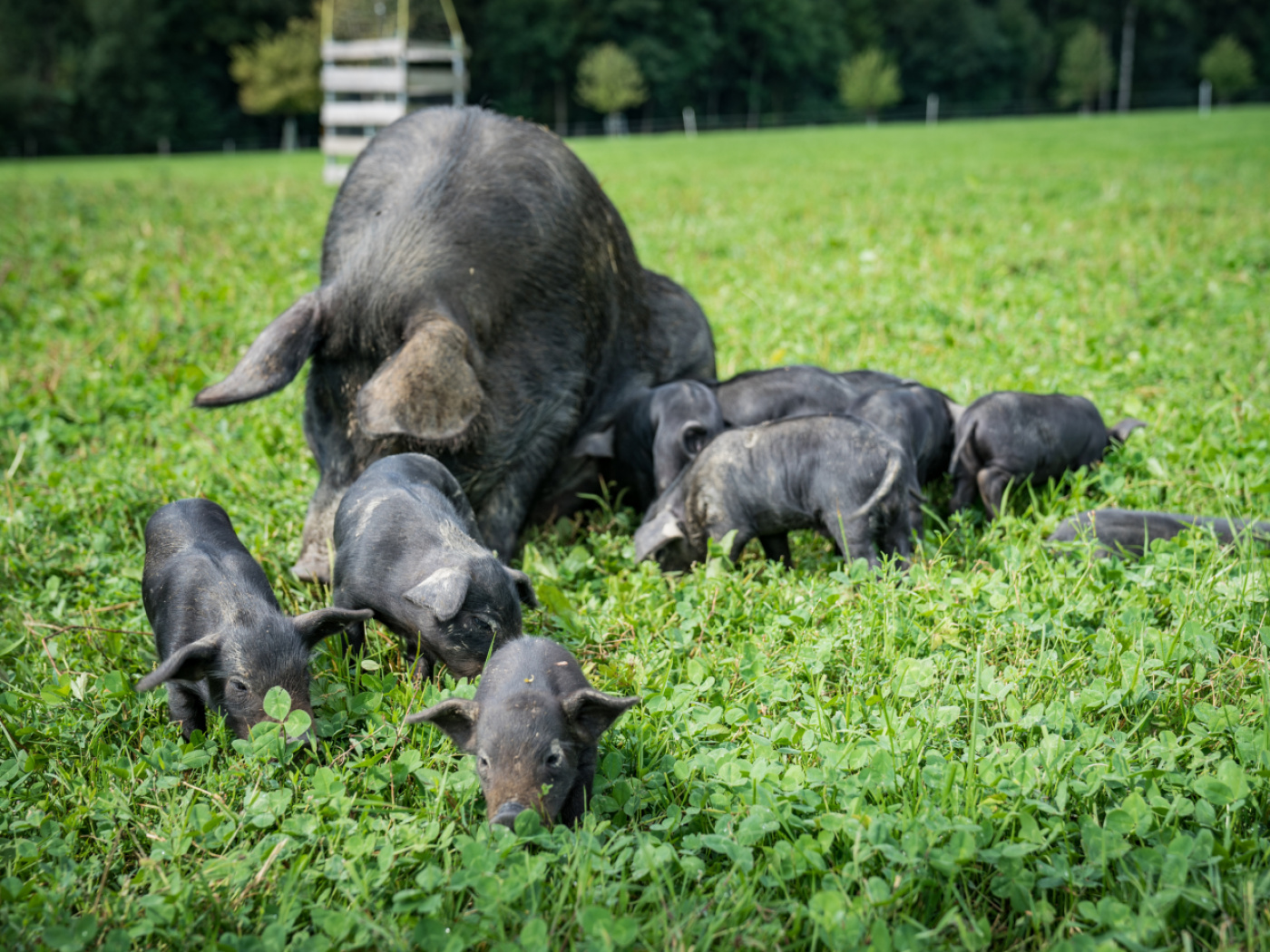The Federal Government recognises the Black Alpine Pig as a native breed
