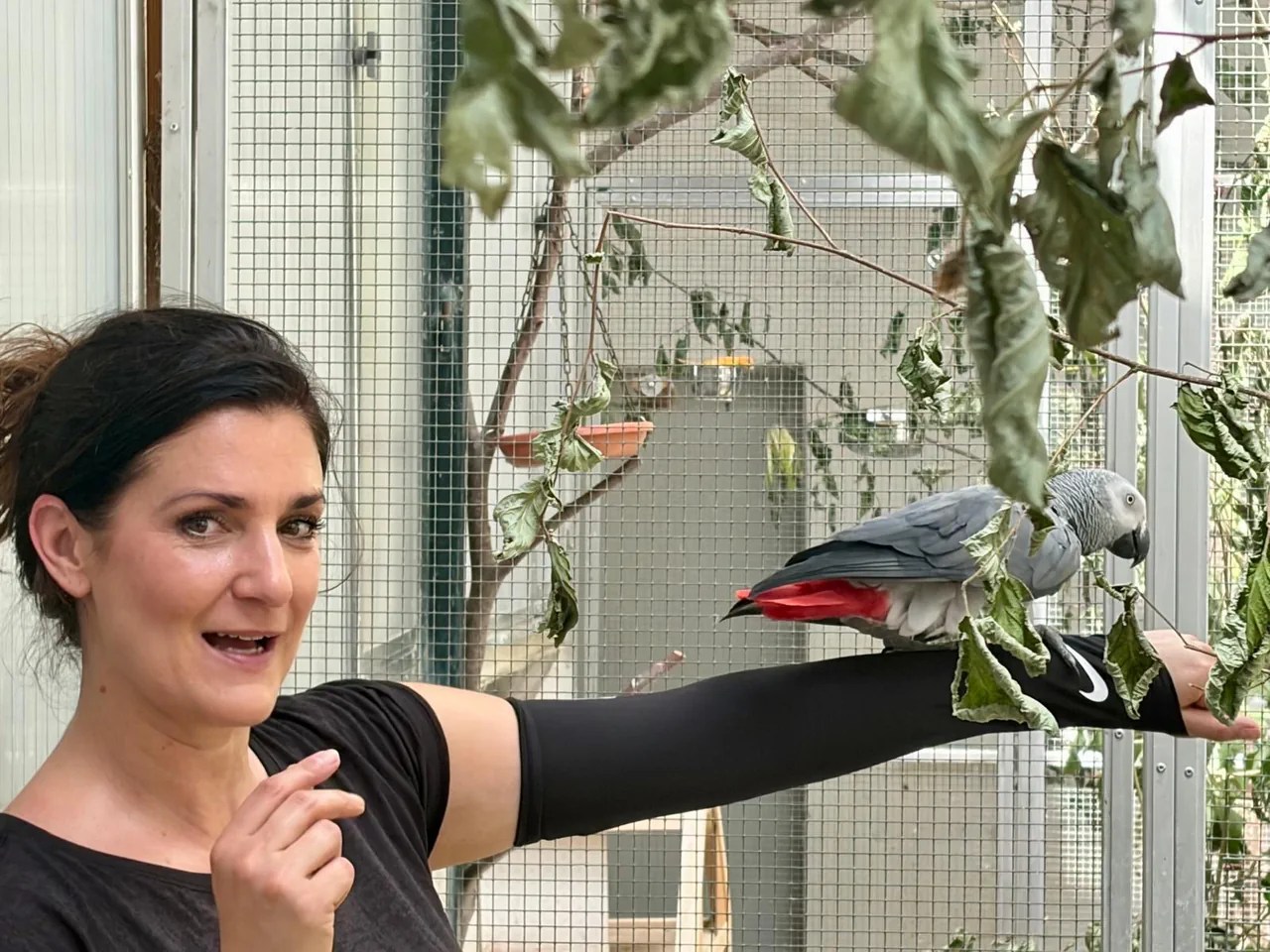 À Bienne, une thérapeute aide les oiseaux déprimés à retrouver le goût de siffler