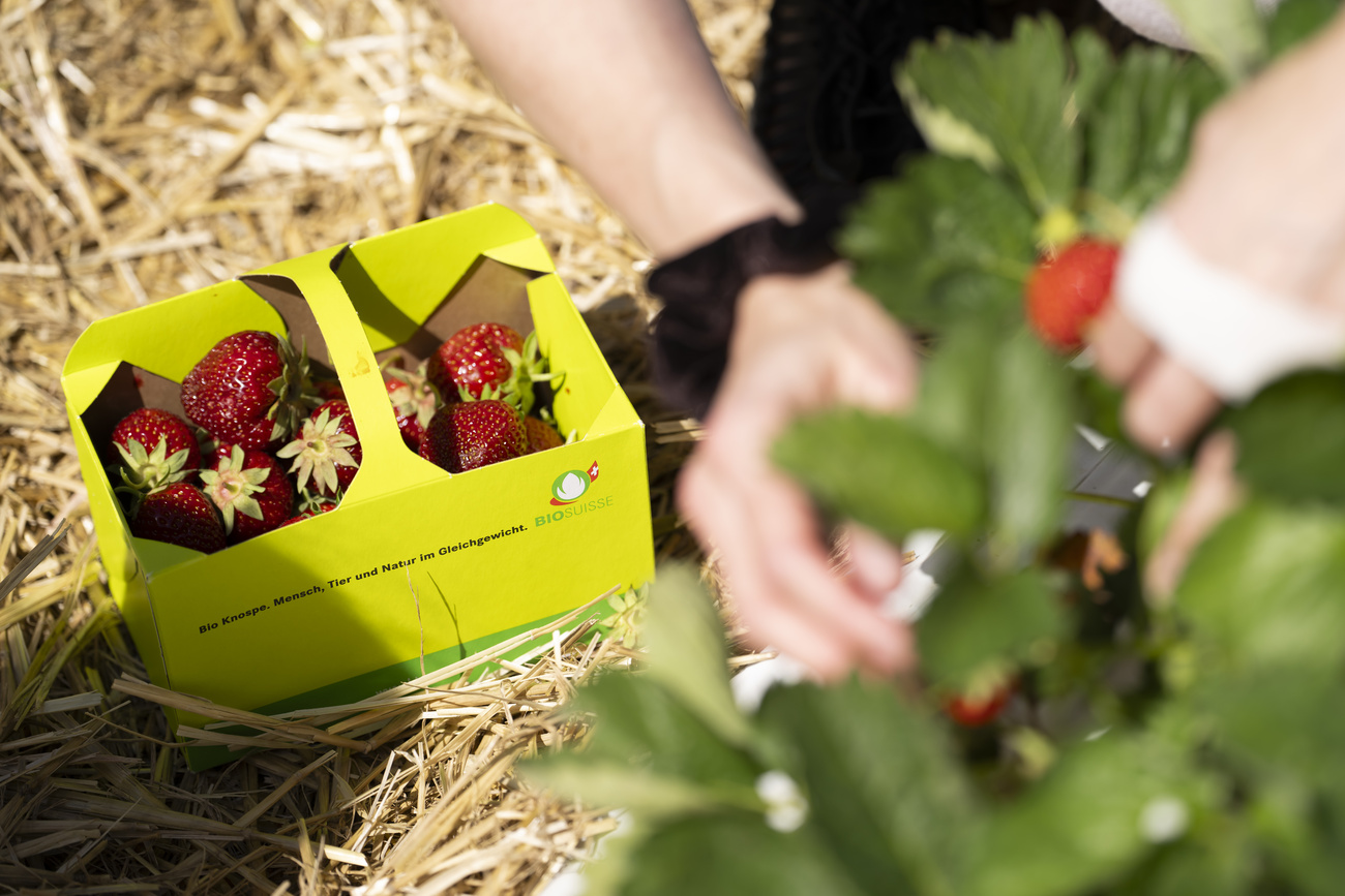 Fragole biologiche in una confezione di cartone