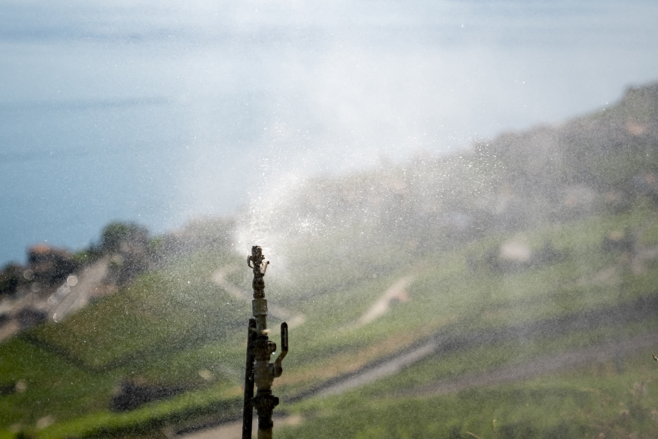 In some Swiss regions, grape-picking has already begun, an unprecedented development for mid-August.