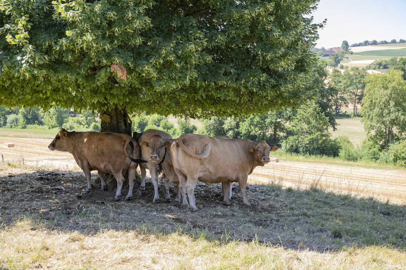 Mucche all'omba di un albero