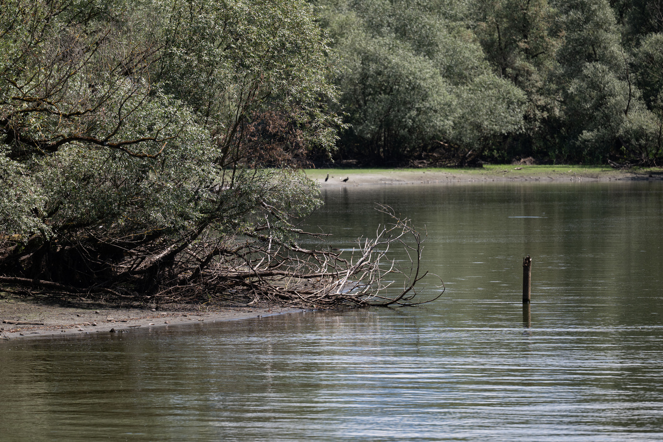 lago