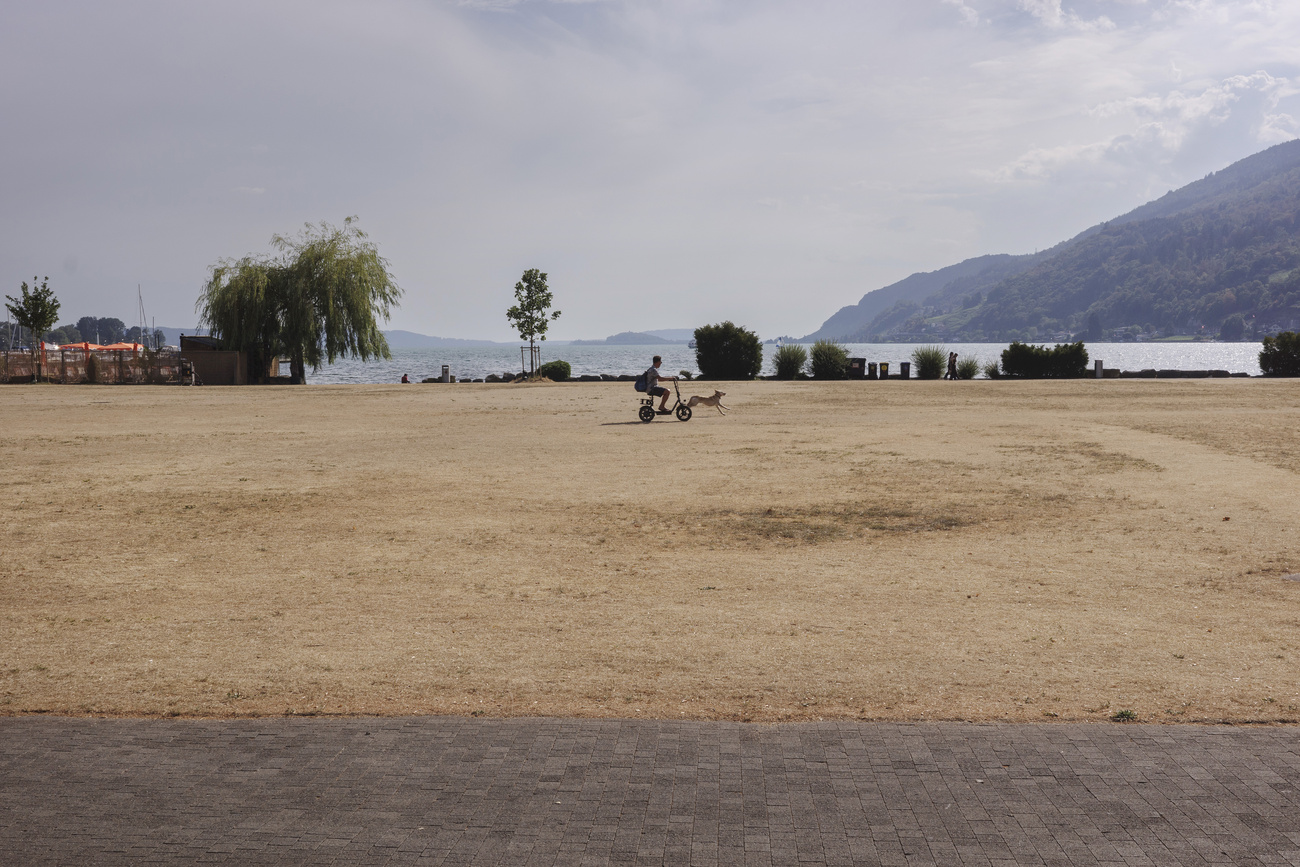 Eine vergilbte Wiese