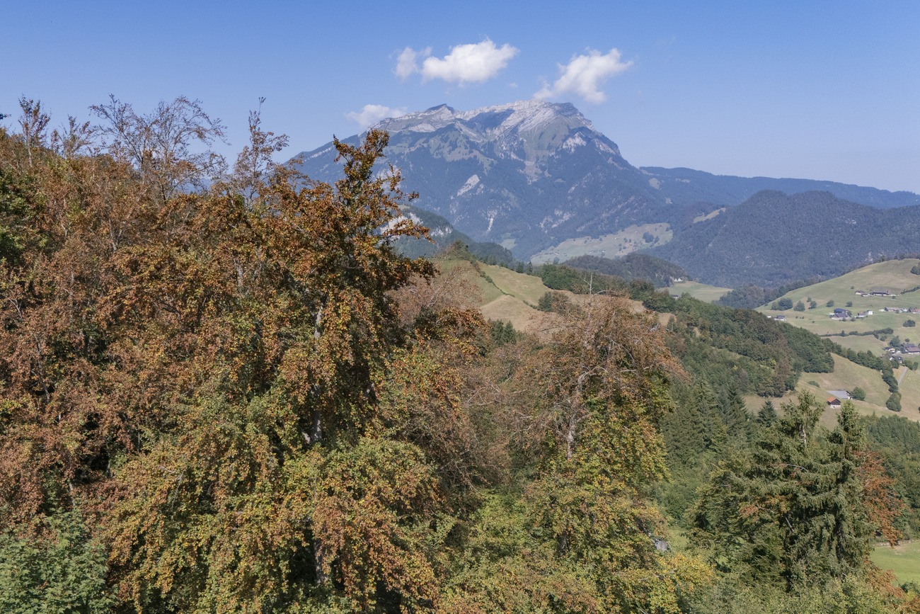 Switzerland's forests already look like autumn. "You only have to walk through the forest today to see the consequences of climate change." As drought grips Switzerland, Environment Minister Albert Rösti responds to criticism over last year's cuts to forest funding.