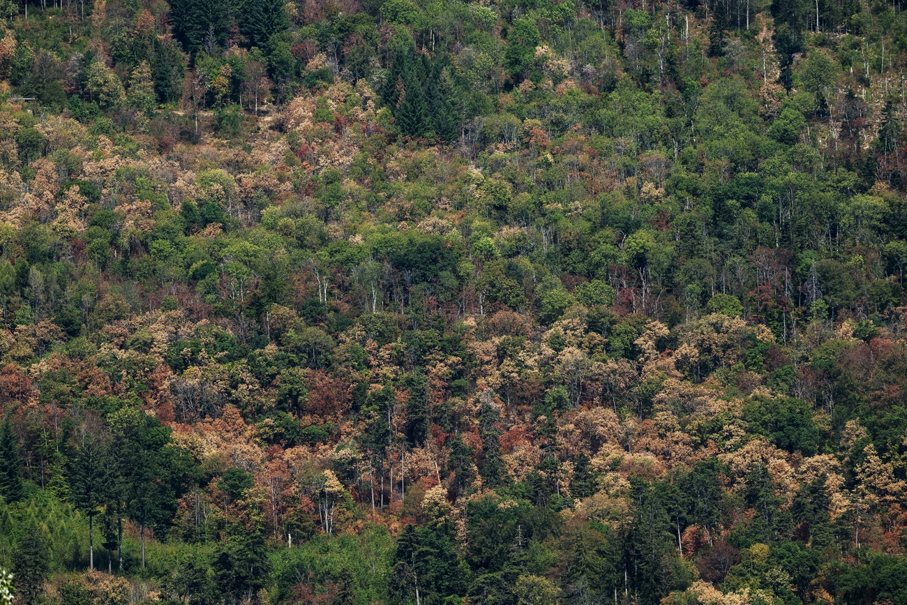 Aree forestali inaridite sopra Tüscherz, sul lago di Bienne, nell'estate del 2026