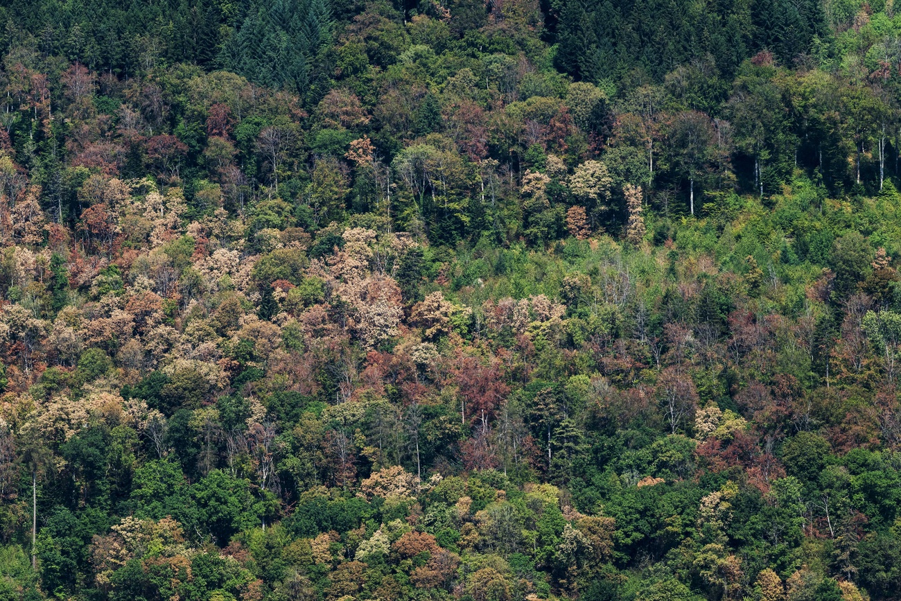 Ein Wald mit Bäumen, deren Blätter vergilbt sind