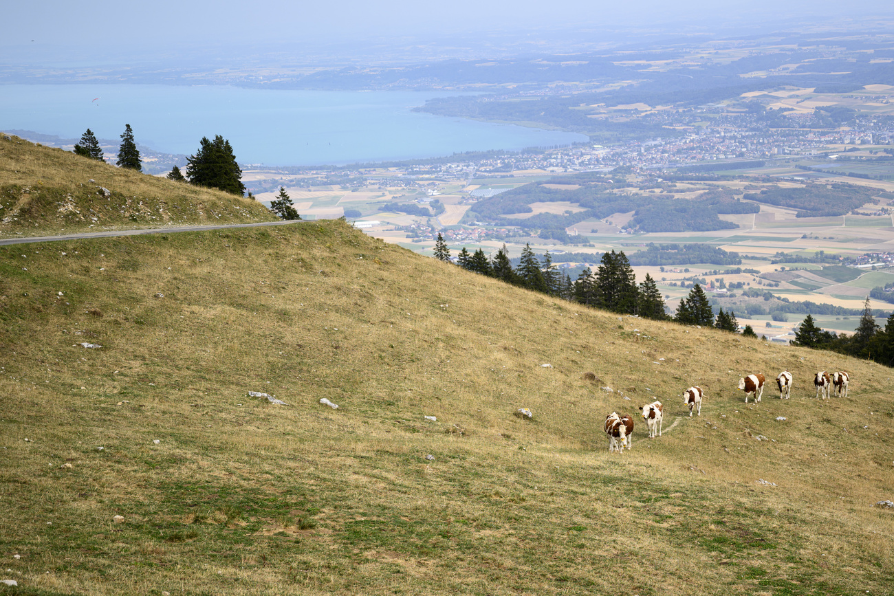 Kühe, die auf einer ausgetrockneten Wiese weiden, und im Hintergrund ein See in der Ebene