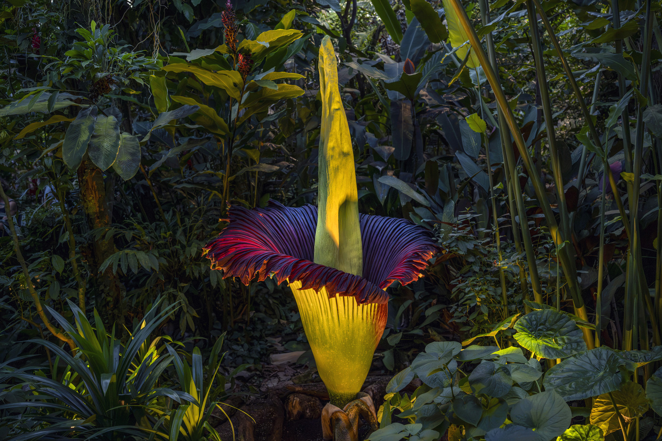 fiore di Amorphophallus titanum