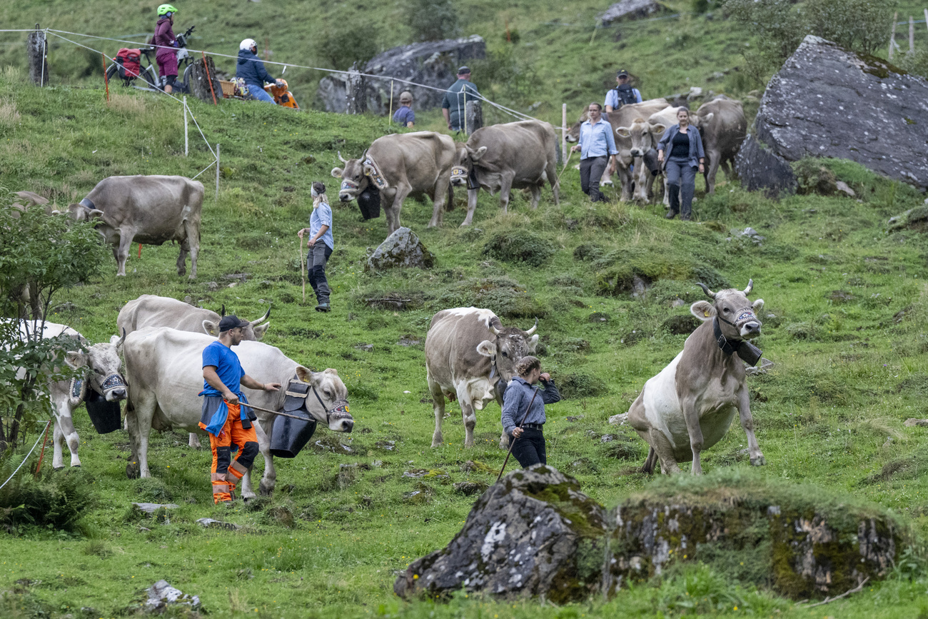 mucche al pascolo