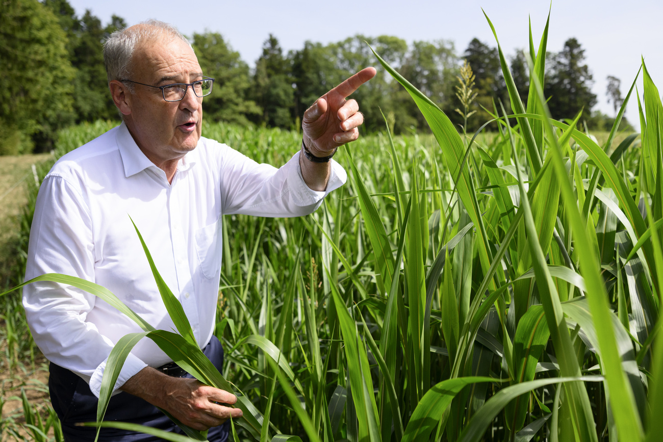 guy parmelin tocca una pianta di saggina