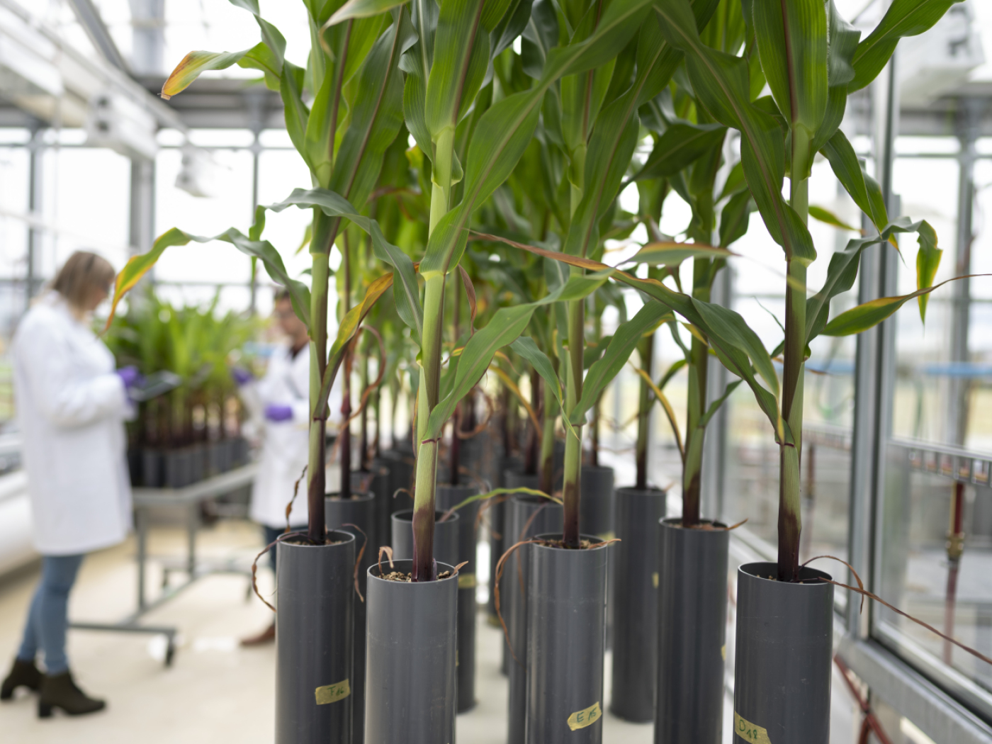 Компания «Syngenta» увеличила операционную прибыль, несмотря на снижение оборота