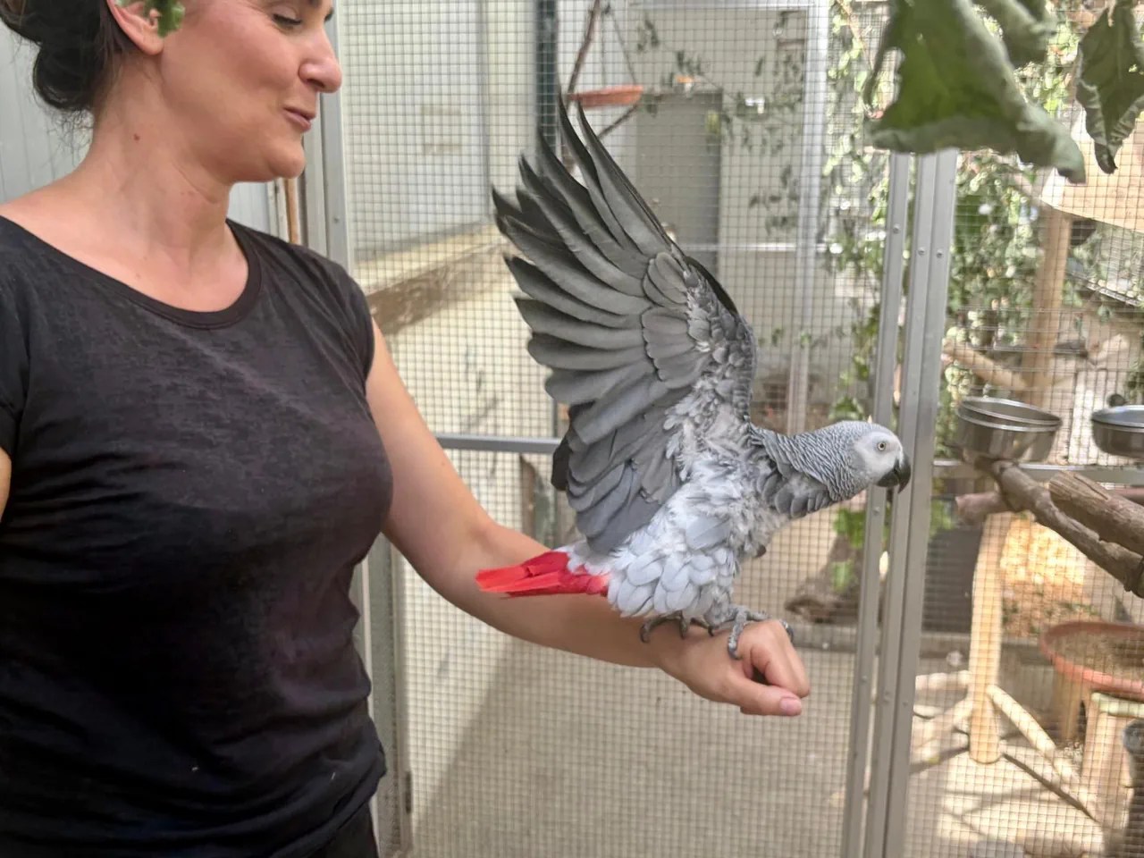 Une femme et un perroquet gris
