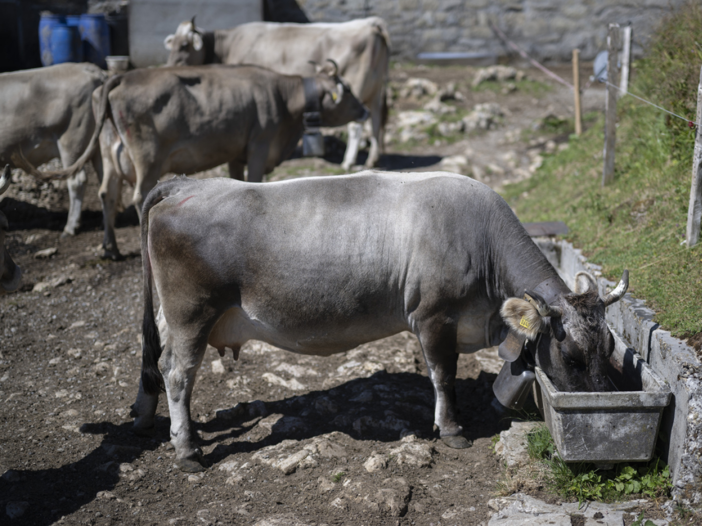 Una mucca mentre beve-