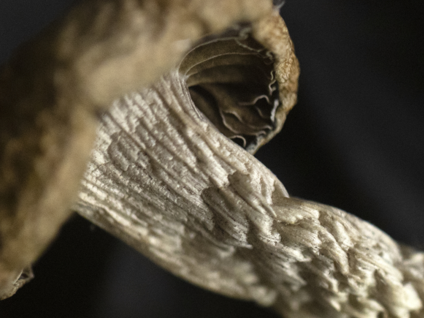 Study explains what psilocybin does to the brain