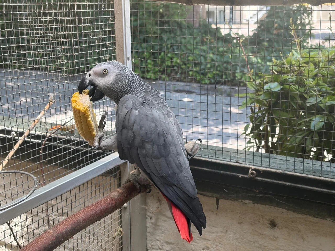 Perroquet gris