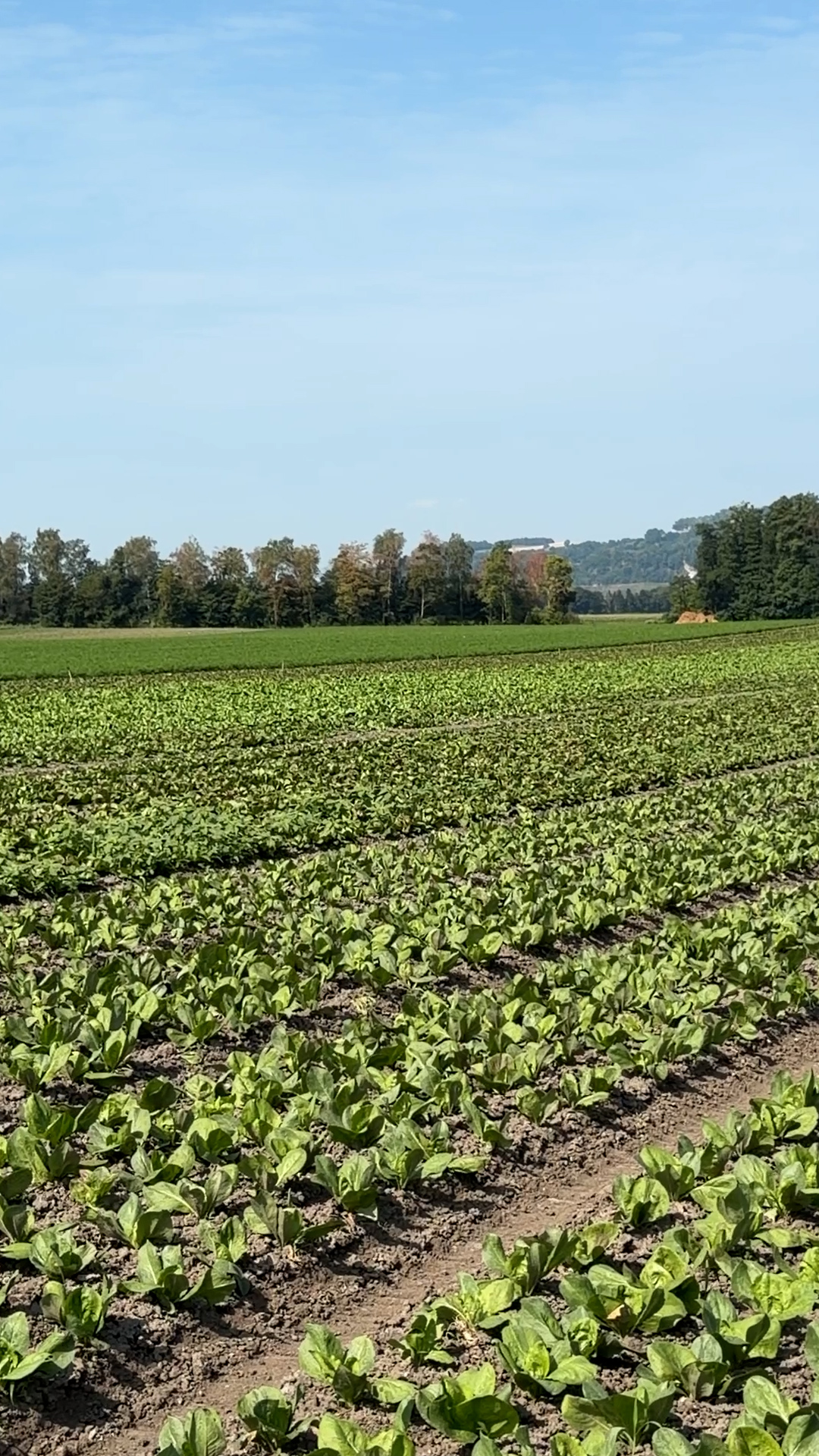 Mehr Lebensmittel statt Tierfutter? – Die Schweiz entscheidet an der Urne
