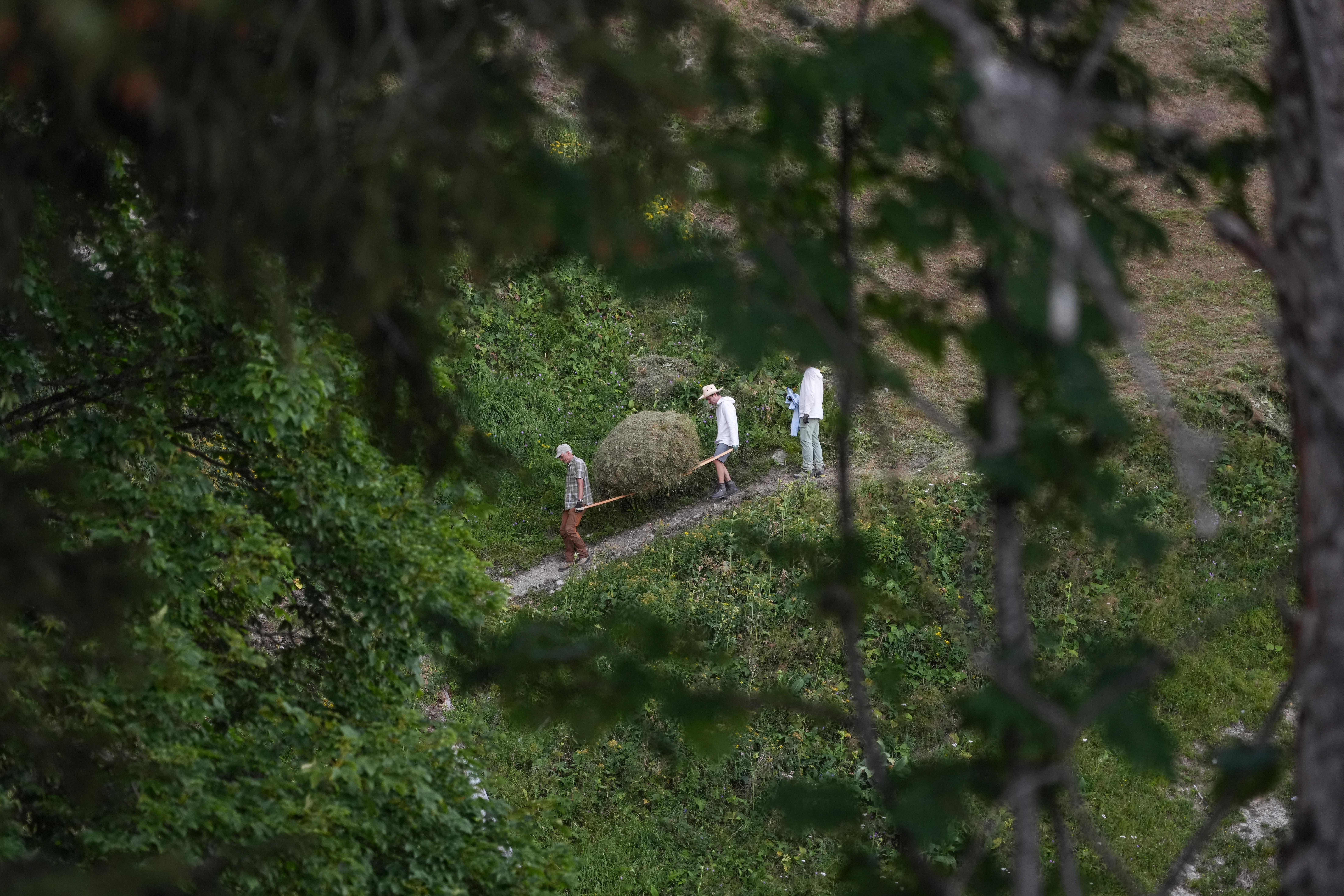 Zwei Männer transportieren einen grossen Heuballen auf einer Trage einen Bergweg hinunter