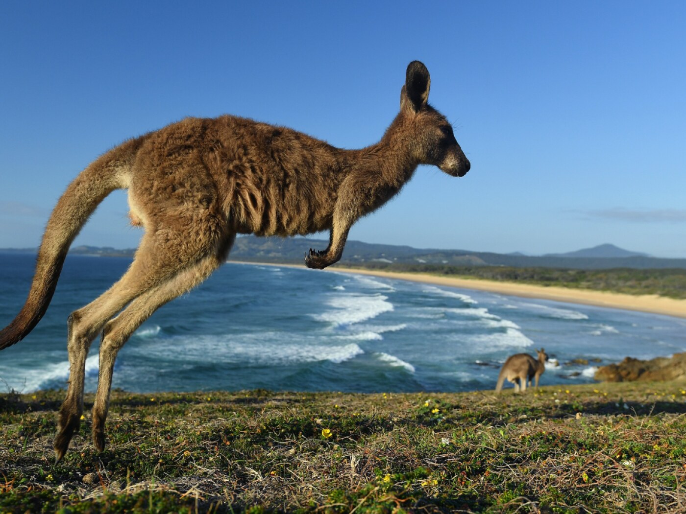 AG: kangaroo spotted at the edge of a woodland