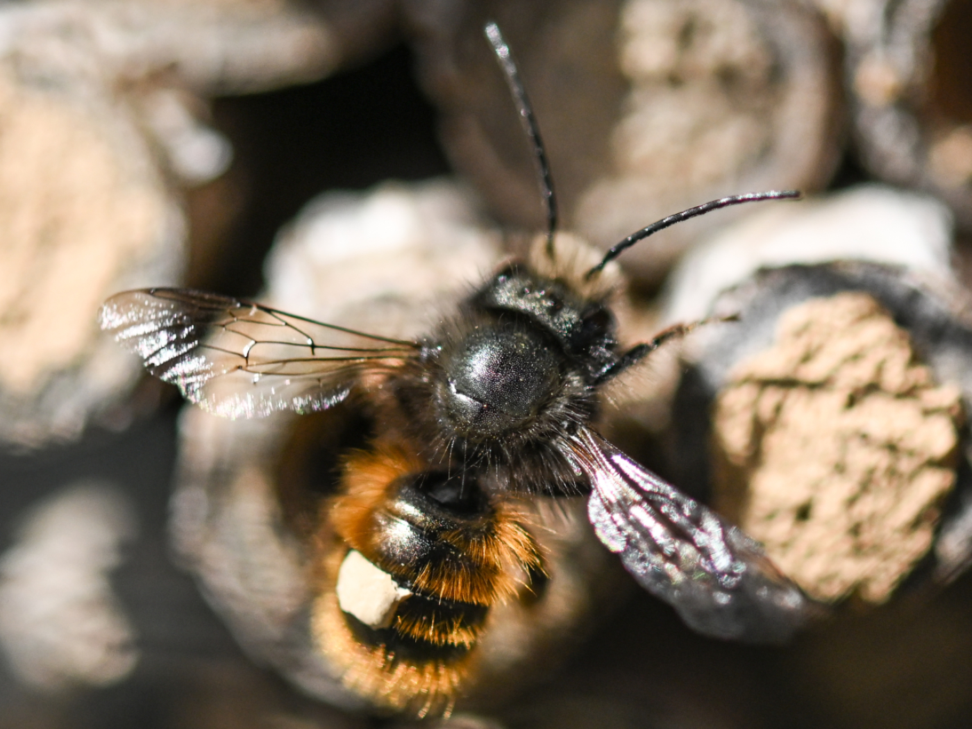 Wild honey bees reclassified as ‘critically endangered’