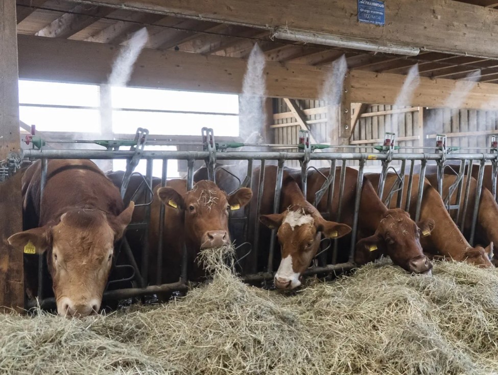 Dans cette étable située à Oulens-sous-Echallens, dans le canton de Vaud, des systèmes de brumisation sont utilisés pour rafraîchir les vaches.