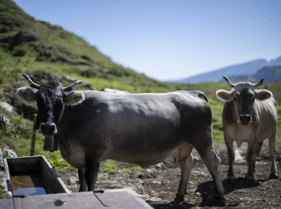 La hiérarchie sociale chez les vaches fait que les animaux de rang inférieur sont souvent lésés aux abreuvoirs.