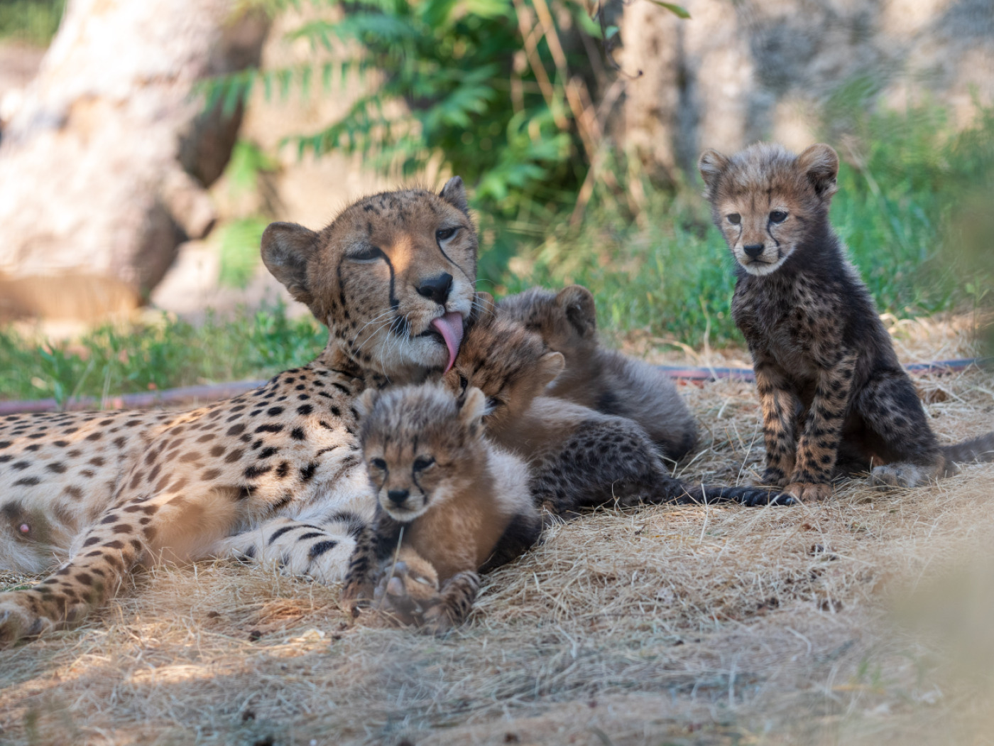 Sextuplets born to the cheetahs at Basel Zoo