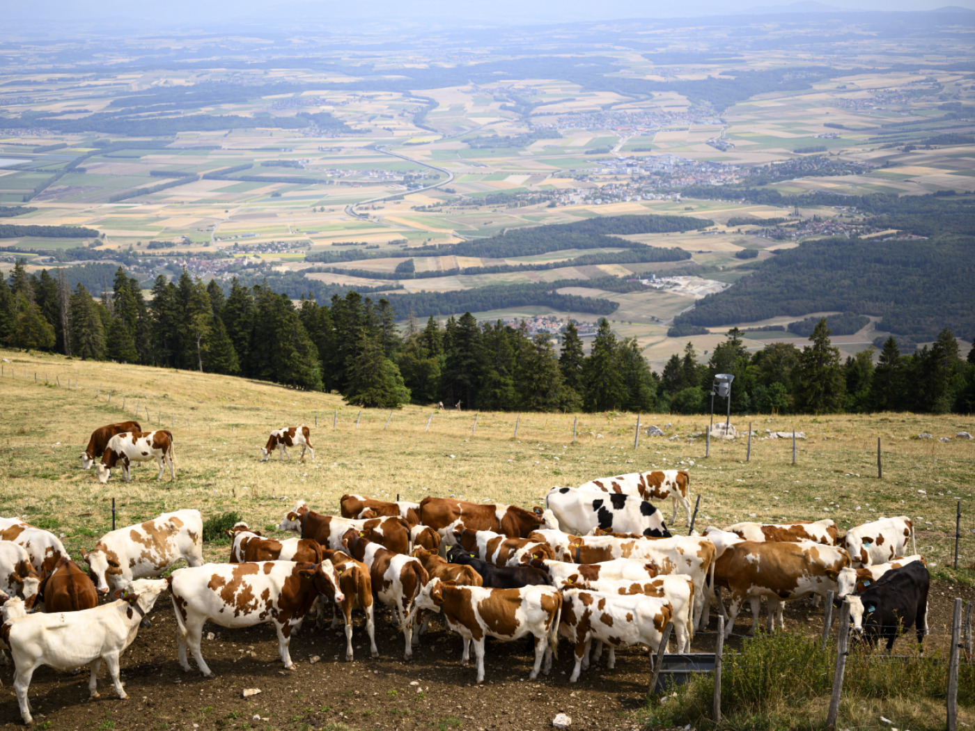 Consequence of the drought: several early descents from the mountain pastures are expected