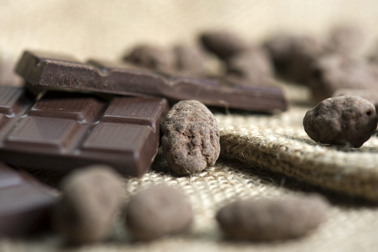 Chocolate and cocao beans