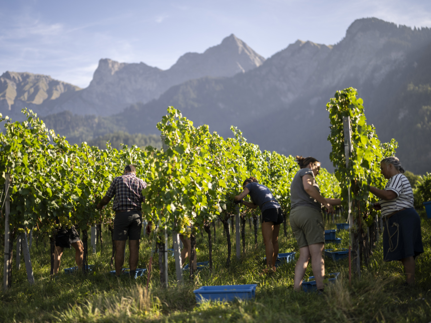 The grape harvest in 2026 will begin around three weeks earlier than usual