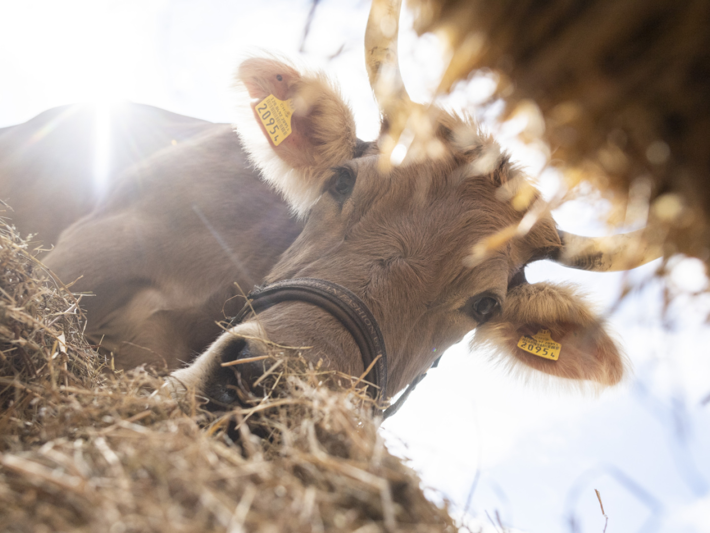 Zurich Farmers’ Association launches a fodder exchange in response to the drought
