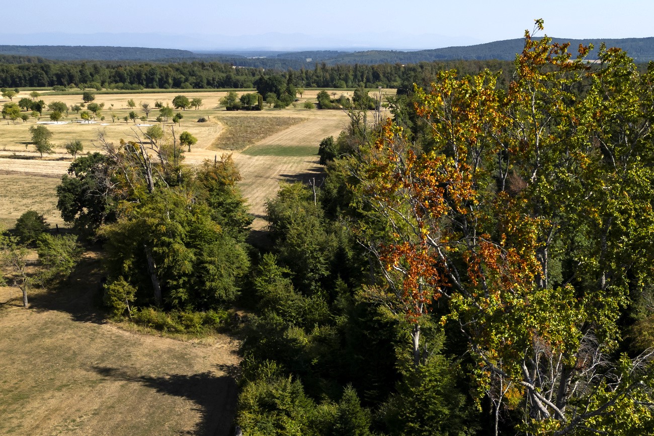 foresta di faggi in cui alcuni alberi hanno foglie ingiallite