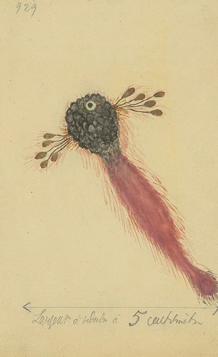 Marsblume von Hélène Smith.