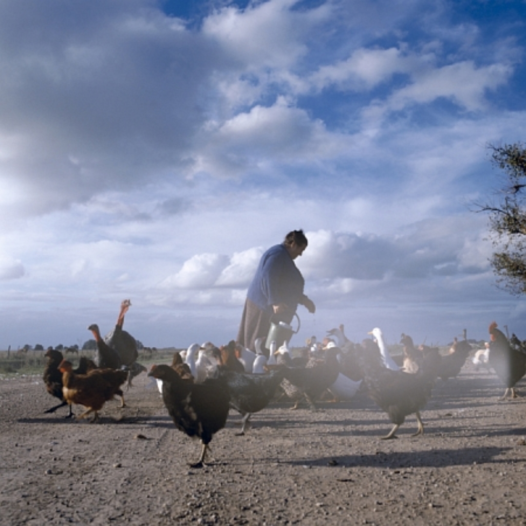 "Feeding": Image from Sanguinetti's "On The Sixth Day".