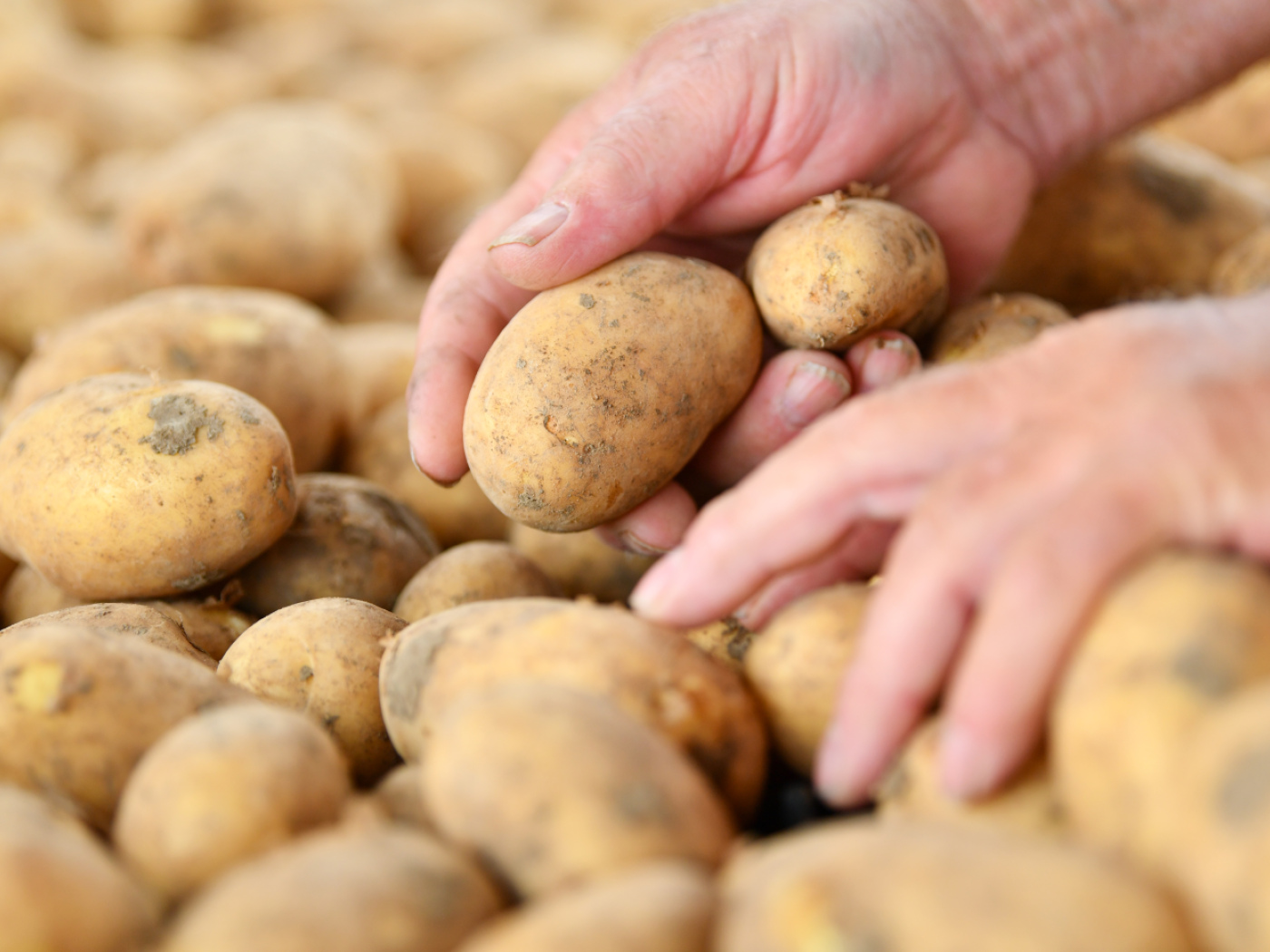 Poor summer potato harvest