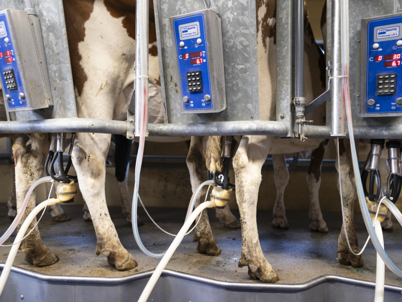 Study finds rubber chemicals in Swiss raw milk