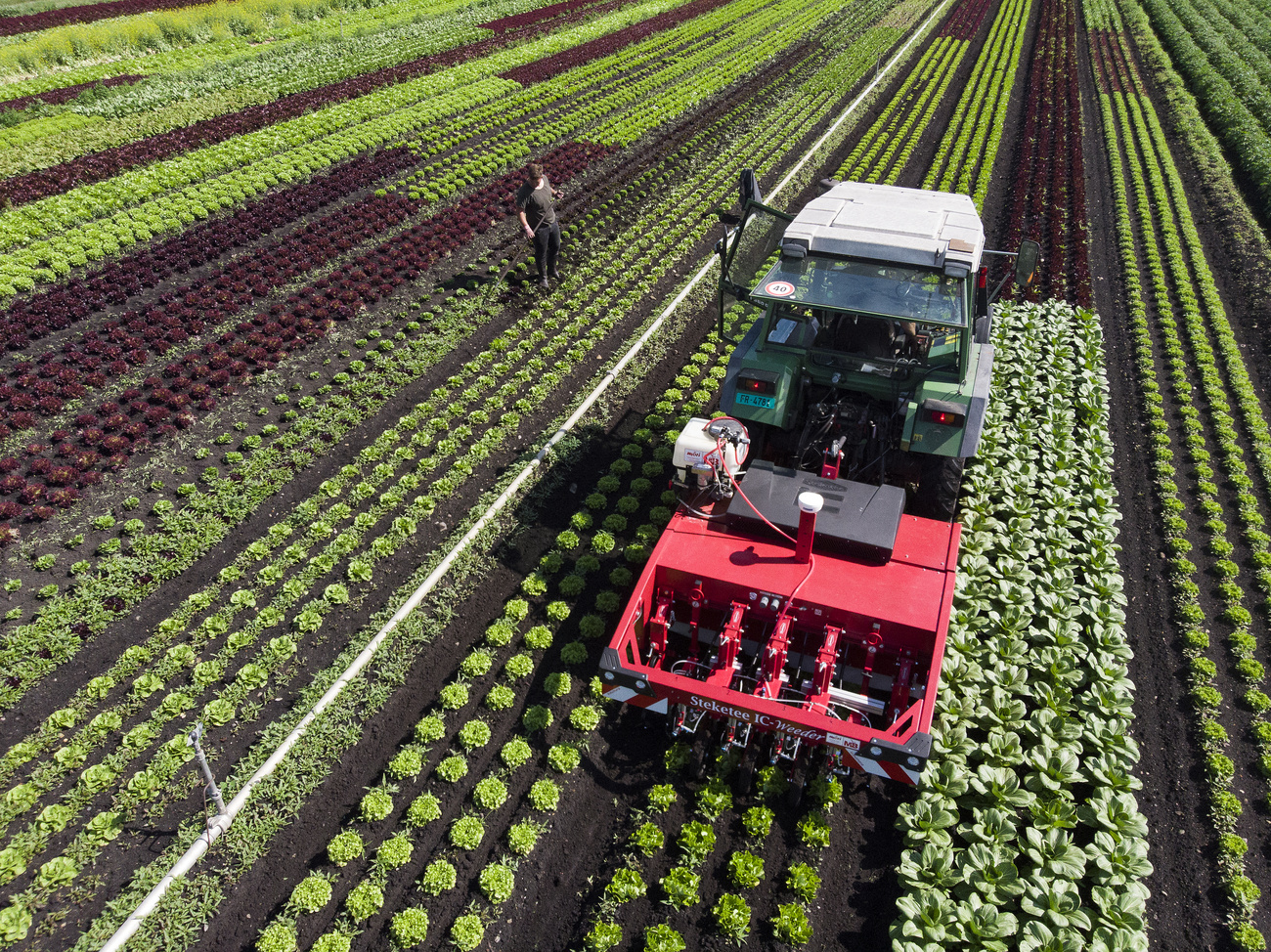 Ein Traktor auf einem Gemüsefeld