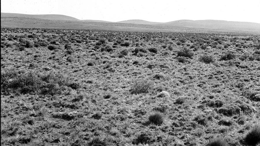 Pampa argentina nel 1939.