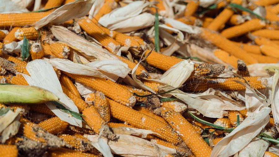 Il mais da polenta ticinese, una tradizione che ha rischiato di scomparire