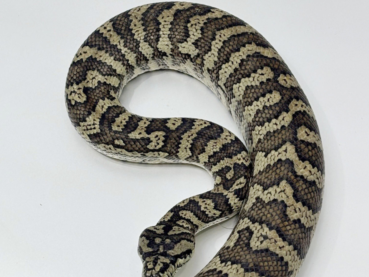 serpente