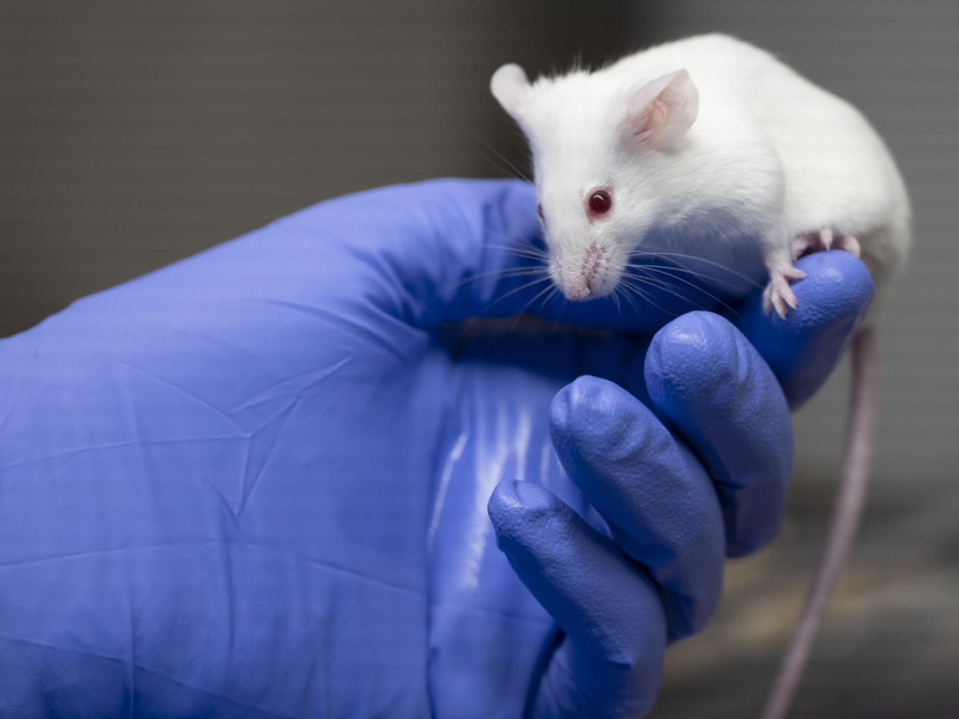 Fewer animals have ever been used in animal experiments