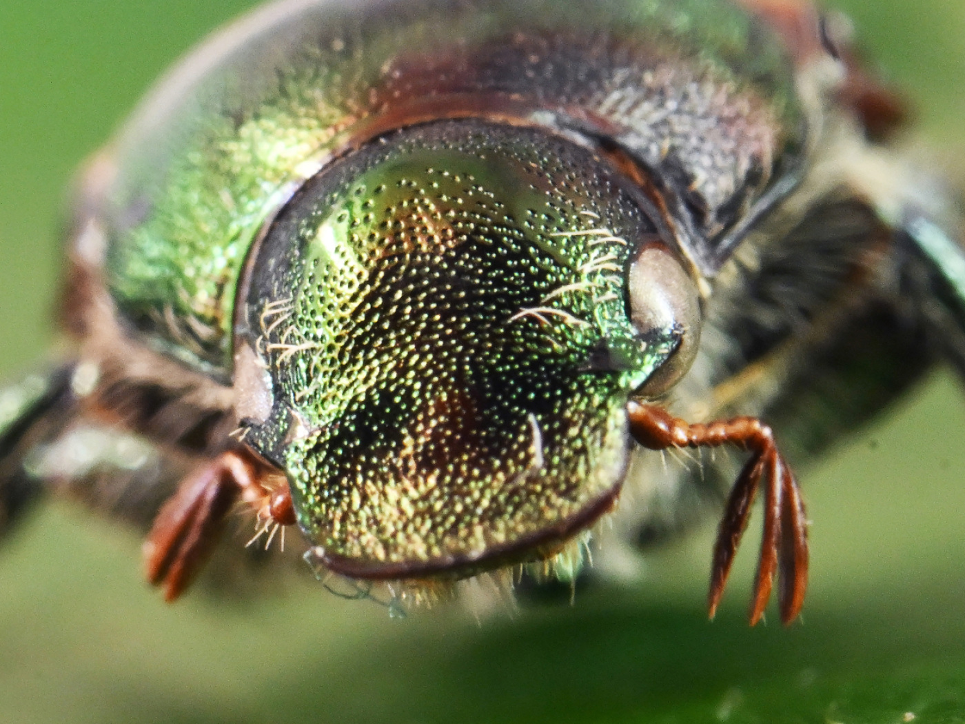 An outbreak of Japanese beetles has now been detected in Interlaken (BE)