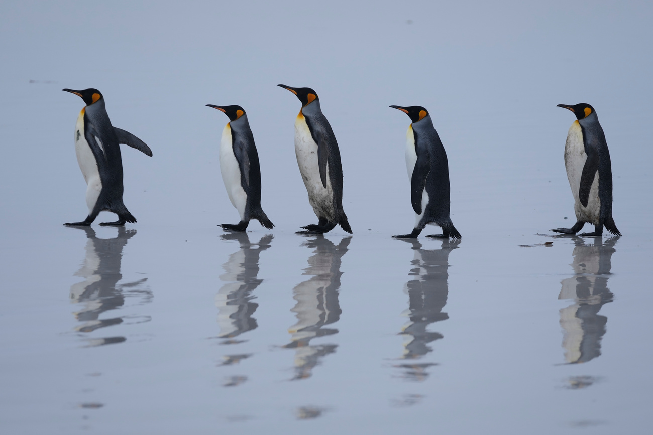 Rey pingüinos caminan por la costa de Volunteer Point, en las islas Malvinas