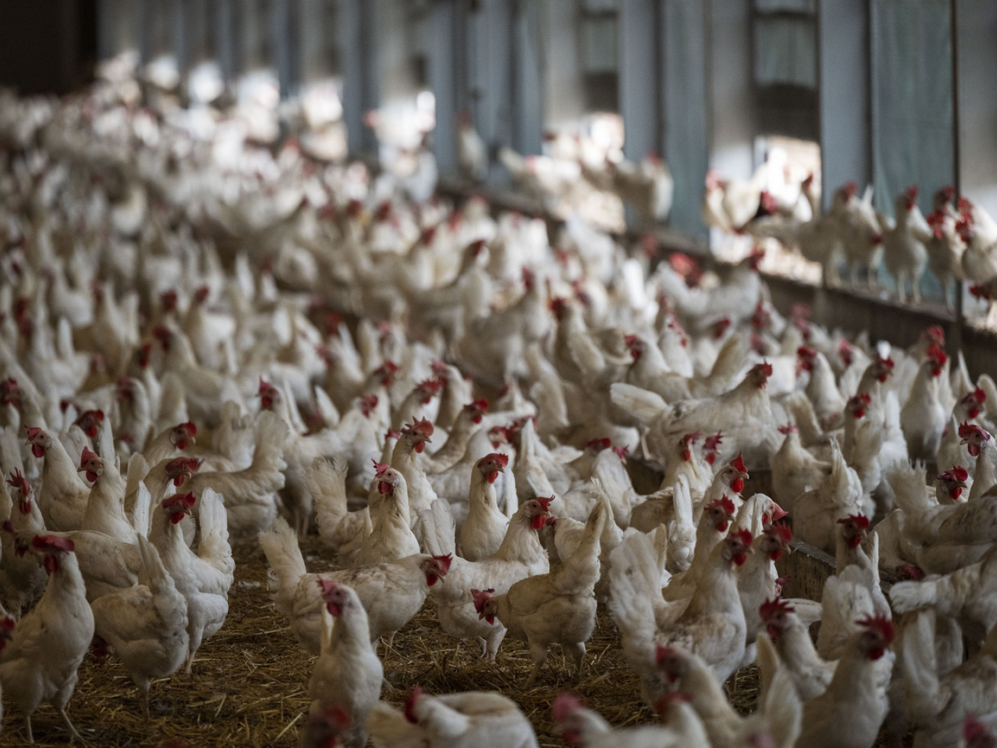 Animal rights campaigners successfully denounce Swiss egg advert