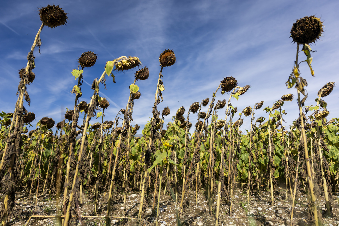 girasoli secchi