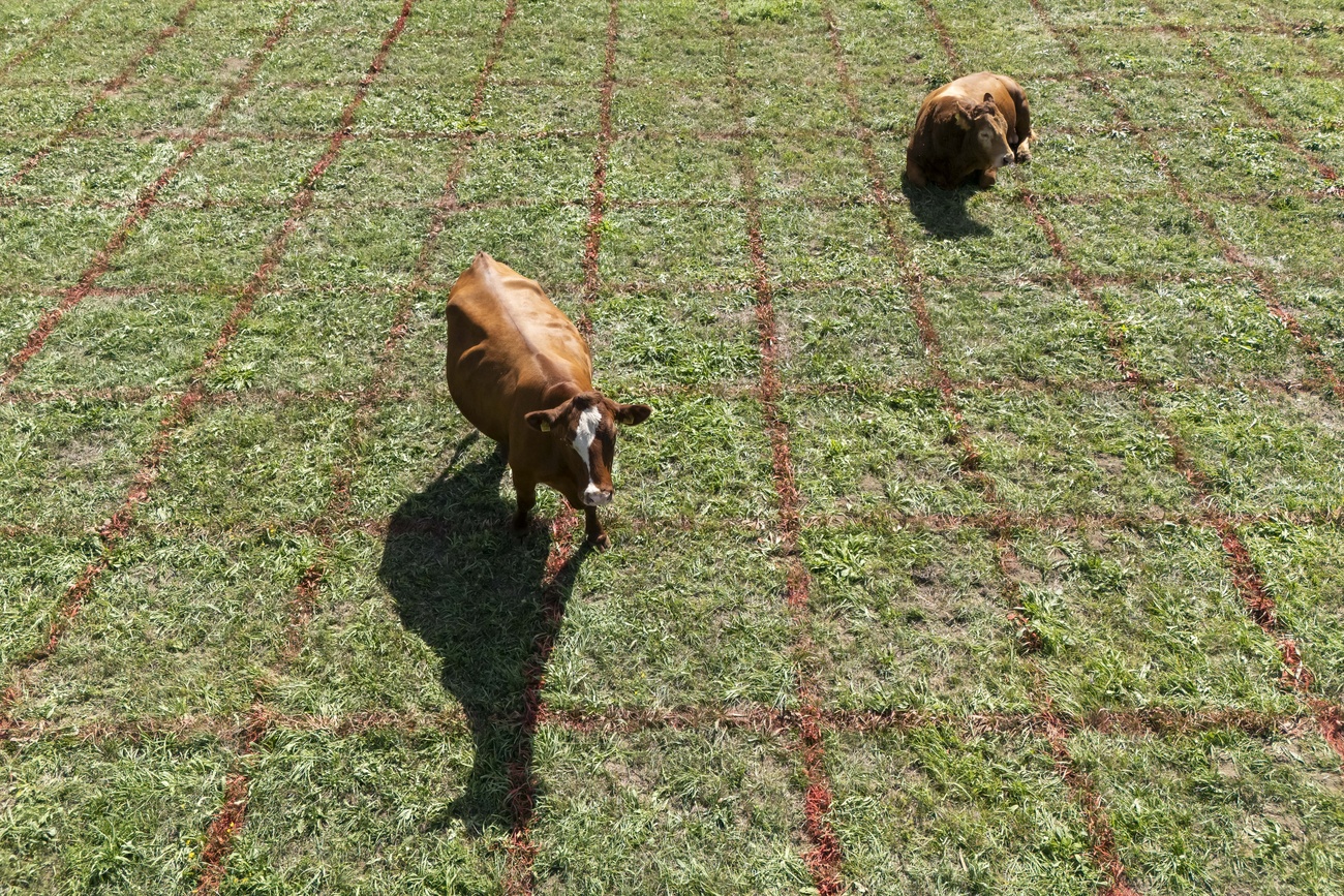 mucche su campo suddiviso in quadrati