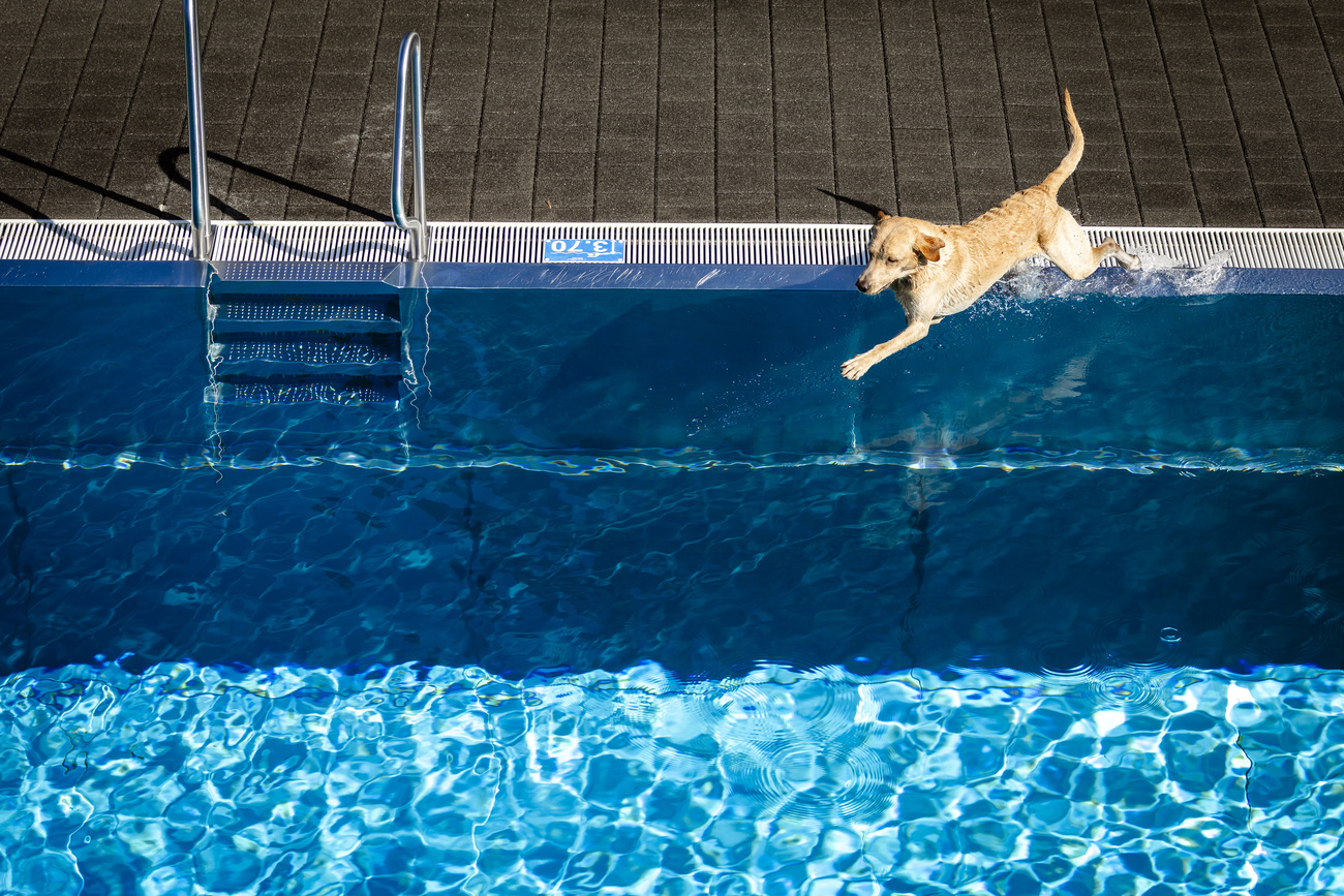 Cane si tuffa in una piscina