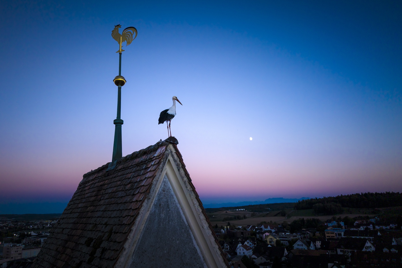 cicogna sul tetto di una chiesa al crepuscolo